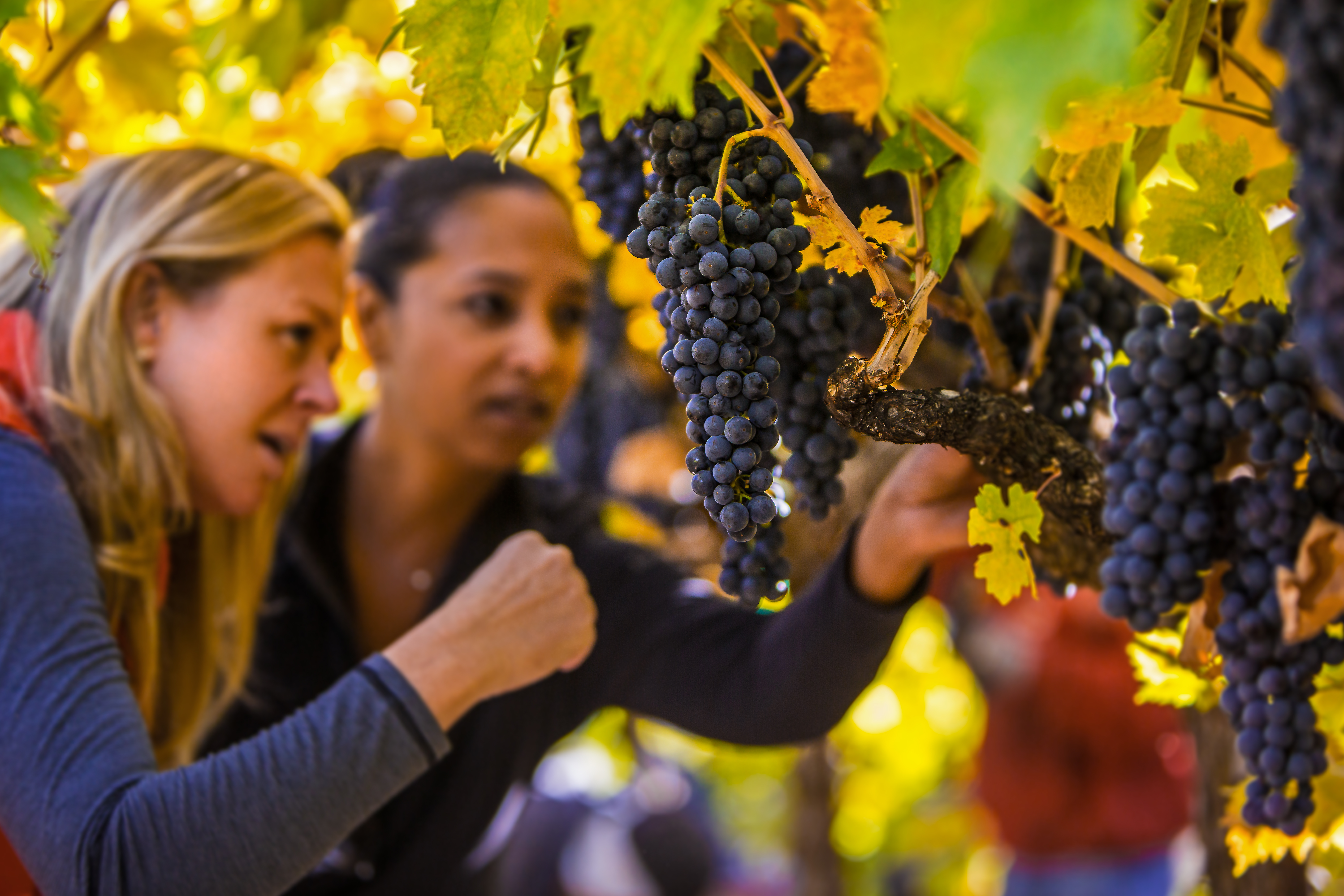 Napa Valley’s First and Only Black-Owned Estate Winery Gets Wings in Atlanta This Winter