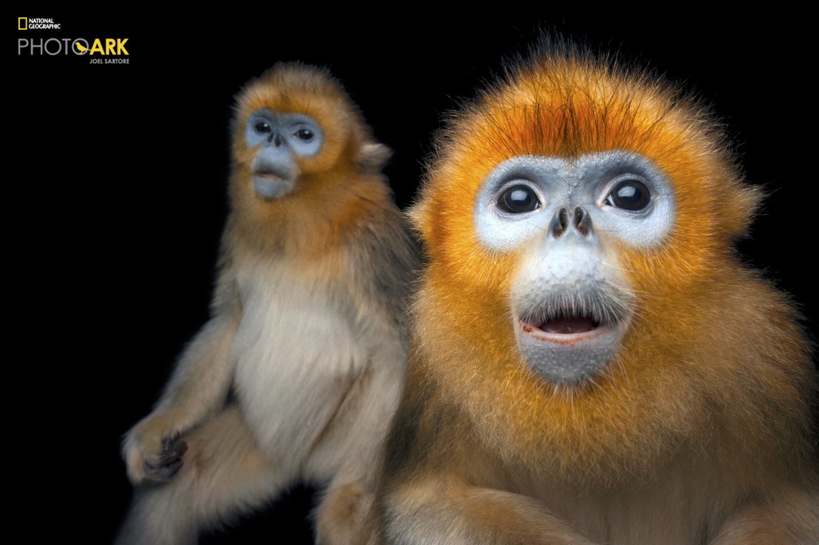 Saving Thousands of Species, One Click at a Time